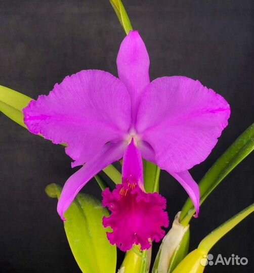 Орхидея Каттлея. C. trianae var. Sangro de Toro