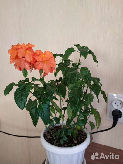 Кроссандра