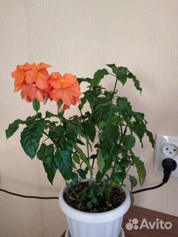 Кроссандра