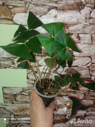 Оксалис, Драцена, бегония