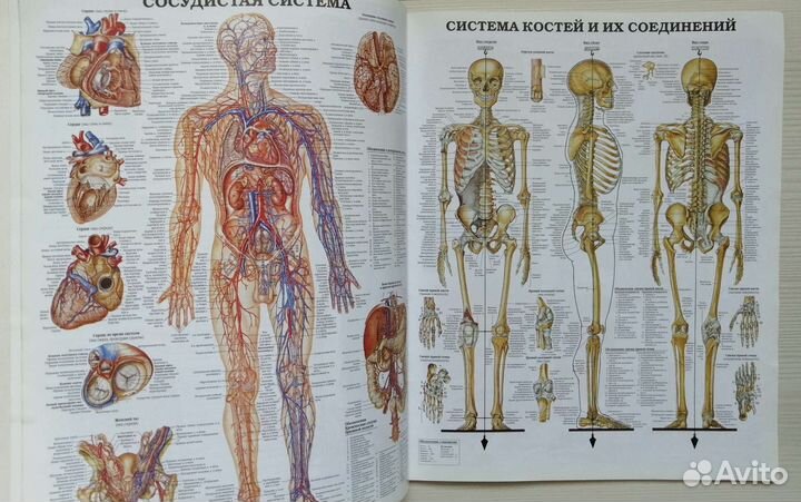 Анатомия человека. Системы и органы