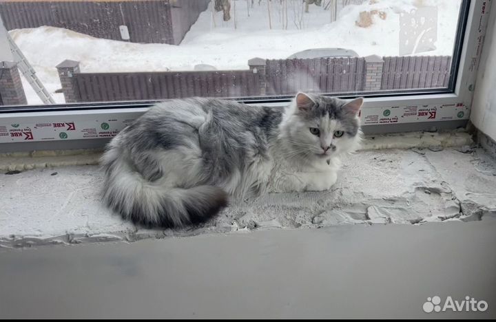 Крупный кот в дар