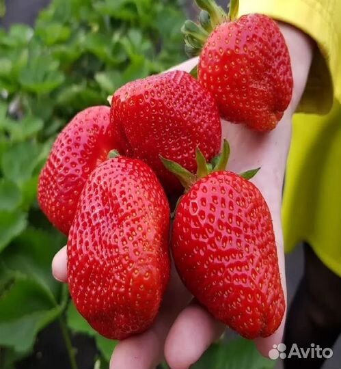 Рассада клубники