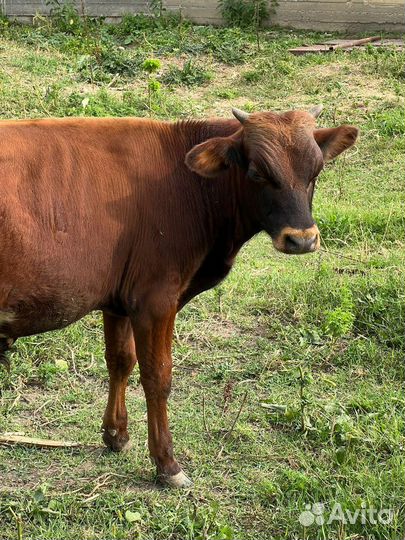 Бычки и быки