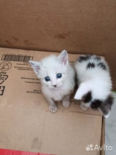 Котятки ищут приют