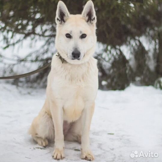 Рут ищет дом