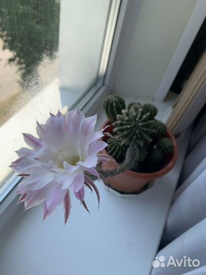 Кактус цветущий