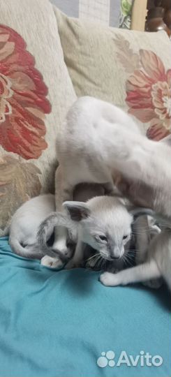 Ориентальная