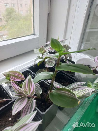 Традесканция нанук розовая