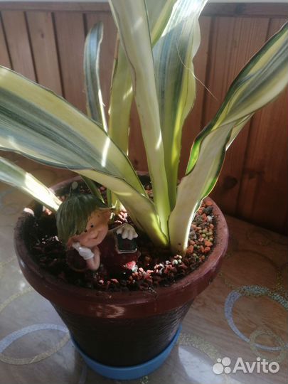 Сансевиерии