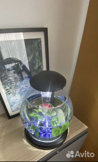 Аквариум