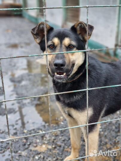 Собаки бесплатно