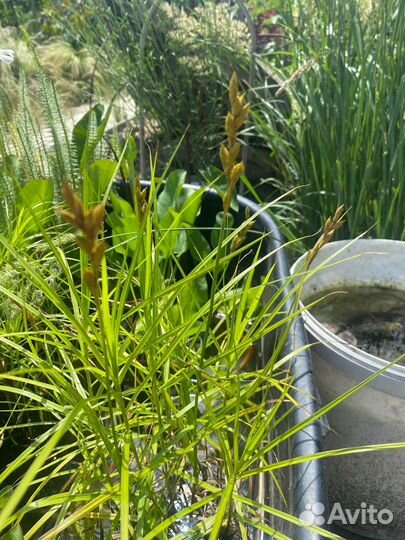 Водные растения в ассортименте