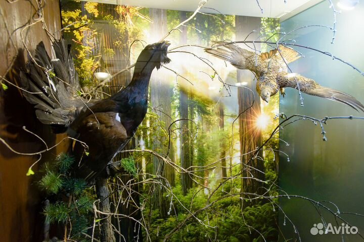 Чучела животных