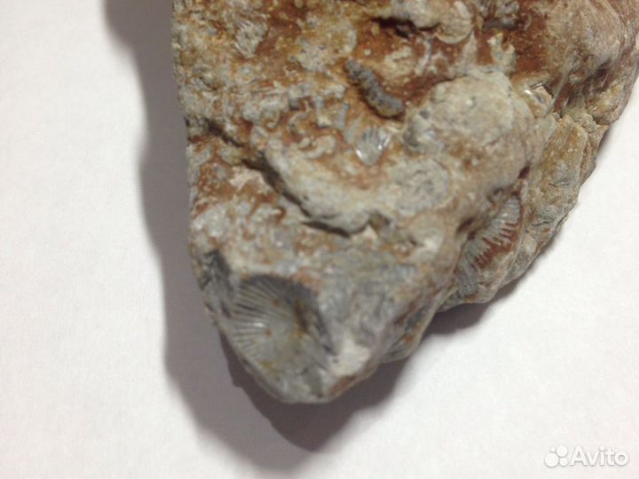 Камень с множеством ракушек внутри, более 20 шт