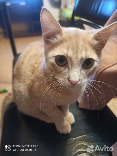 Кот в добрые руки