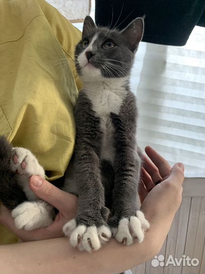 Котенок мальчик серый