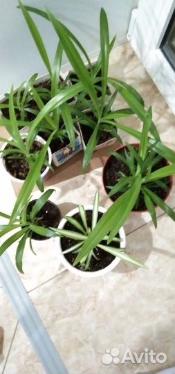 Комнатные цветы. Хлорофитум