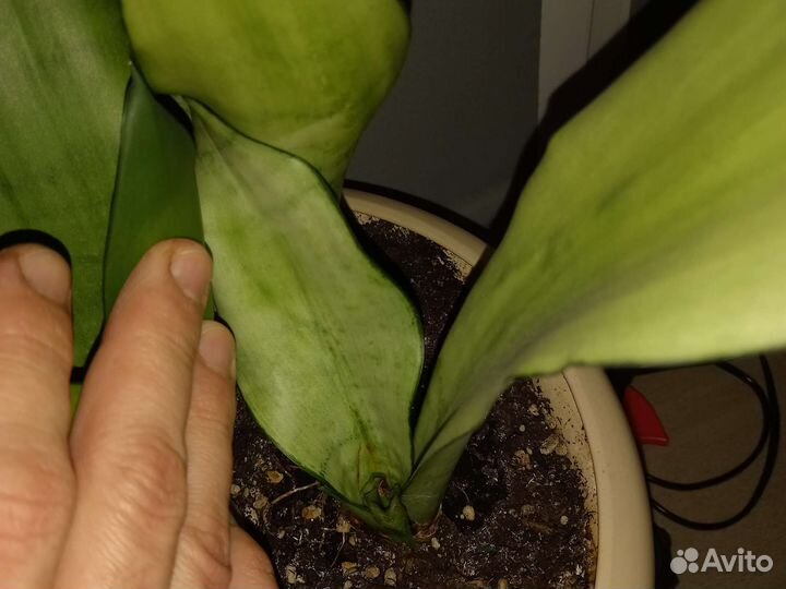 Сансевиерии сортовые