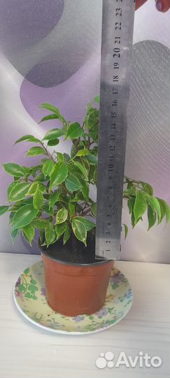 Фикус бенджамина