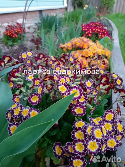 Растения цветы для сада