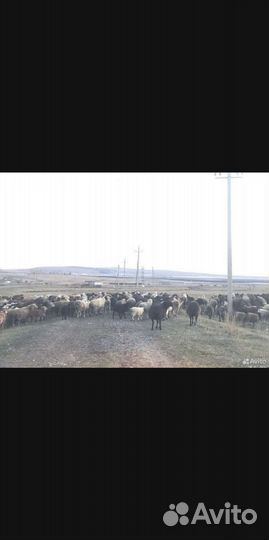 Овцы бараны