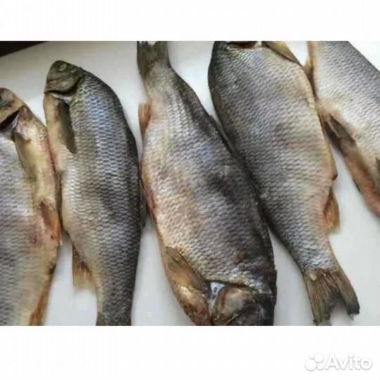 Язь солёный обской