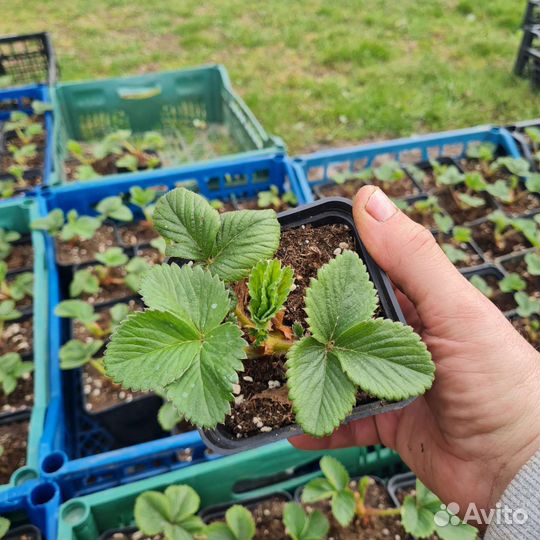Рассада клубники