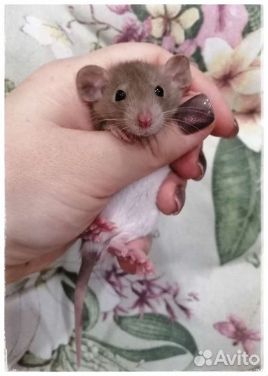 Шоколадные крысята Дамбо