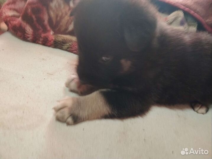 Щенок в добрые руки