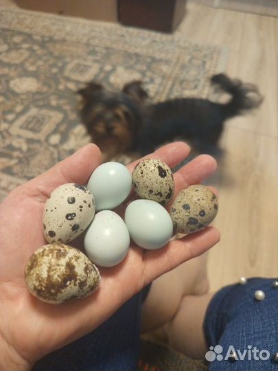 Целодон инкубационное яйцо