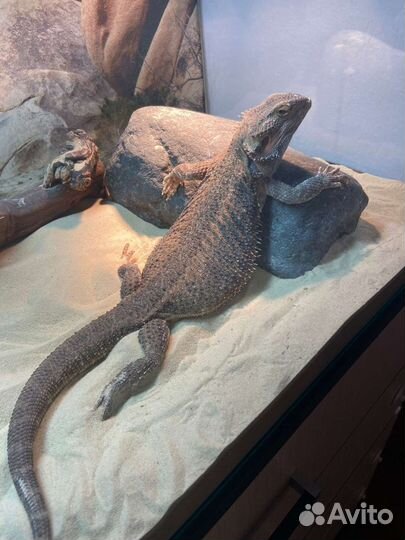 Бородатые агамы. Плодовитая пара с террариумом