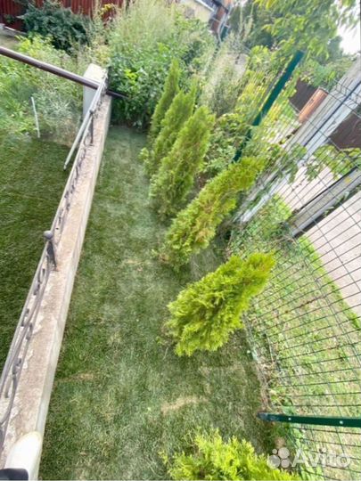 Рулонный газон для небольшого участка