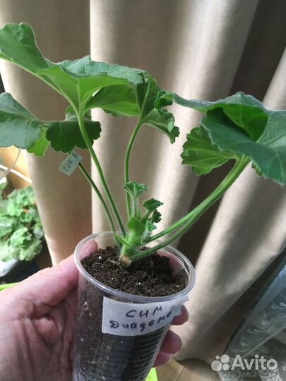 Продаю черенки пеларгоний