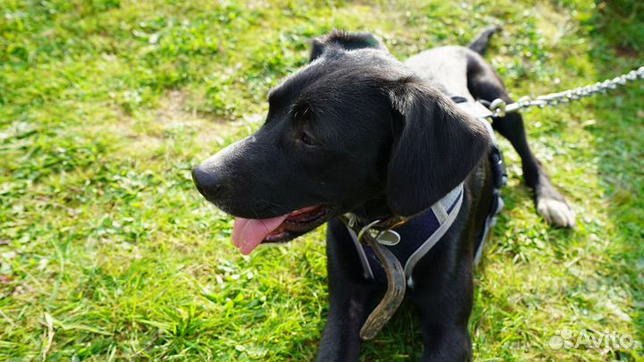 Молодая собака (пёс) в заботливые руки (кобель)