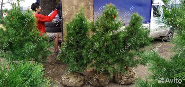 Сибирский кедр экстра класс. Саженцы