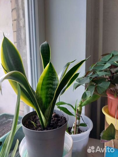 Пахистасис - редкое комнатное растение