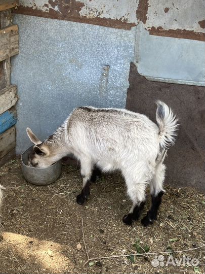 Козы и козлята