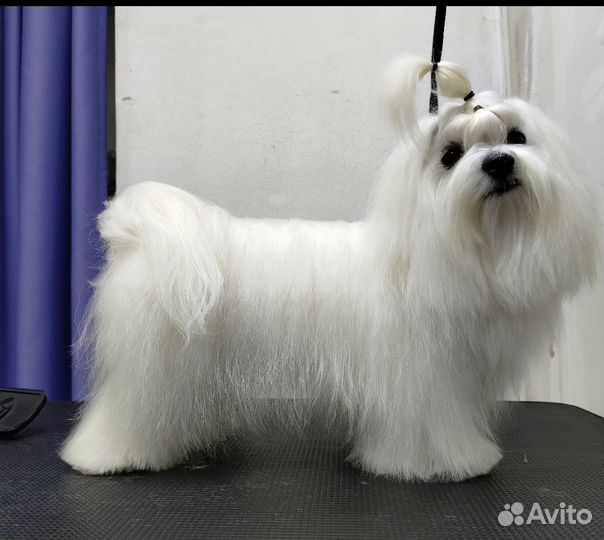 Мальтезе кобель вязка ючр, ючркф