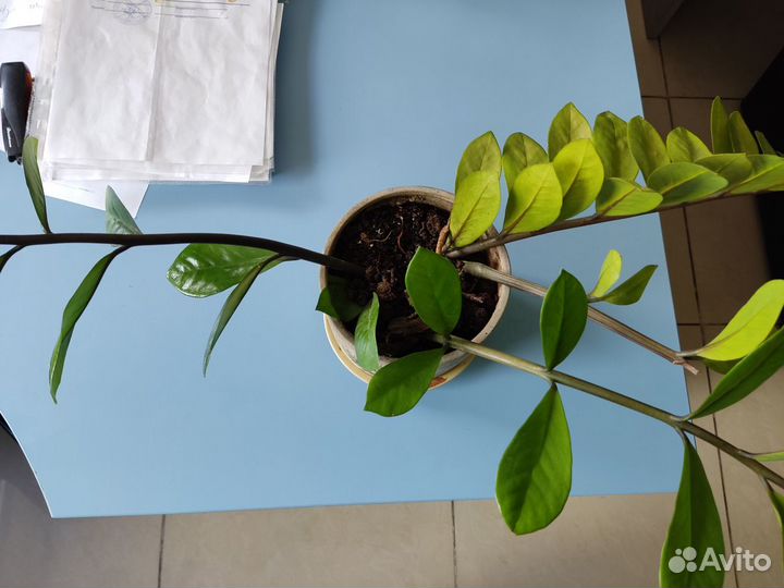 Комнатные цветы