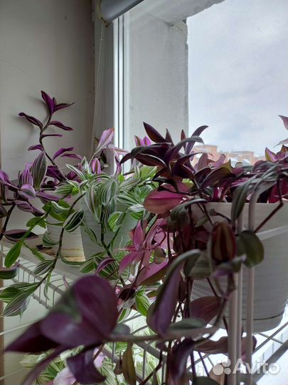 Каллизии Традесканции сортовые