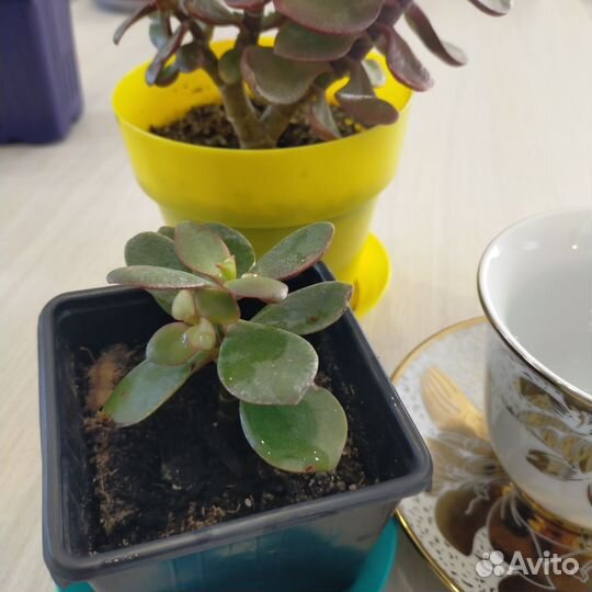 Толстянка крассула Карликовая и Овата вариегатная