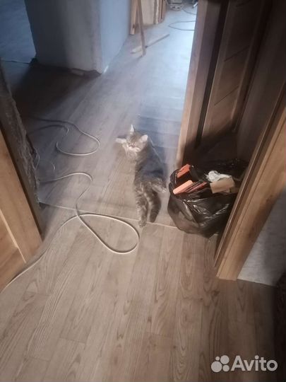 Британская кошка в дар