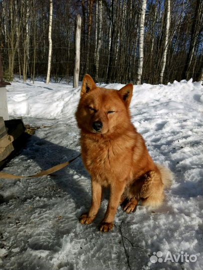 Вязка Карело-финская лайка