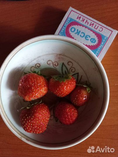 Рассада клубники