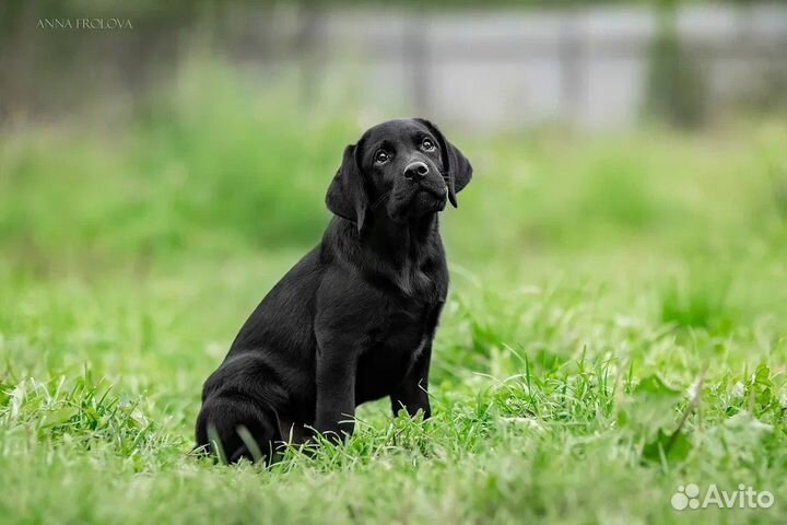 Щенки лабрадора