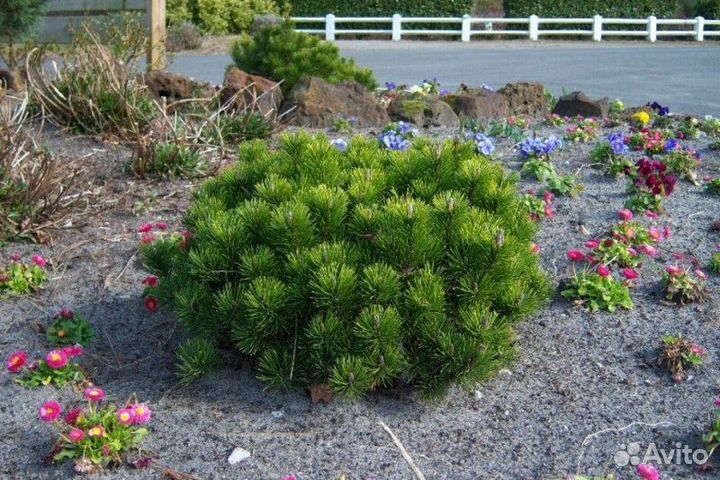Сосна горная Высота от 20см
