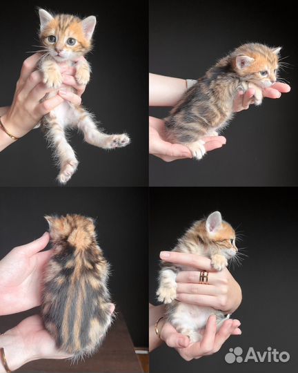Котята курильского бобтейла золото/браун