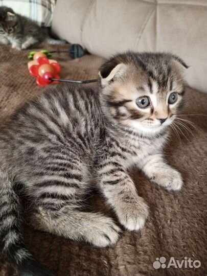 Шотландская