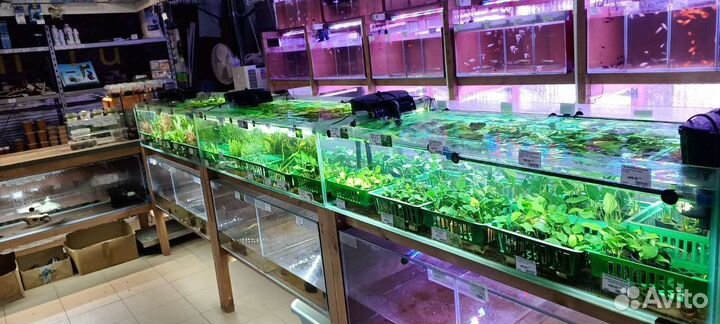 8 августа поставка растений для аквариума